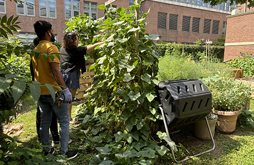 Staff harvesting vegetables at St. Hilda's College backyard garden